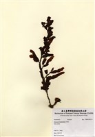 藏品(馬尾藻)的圖片